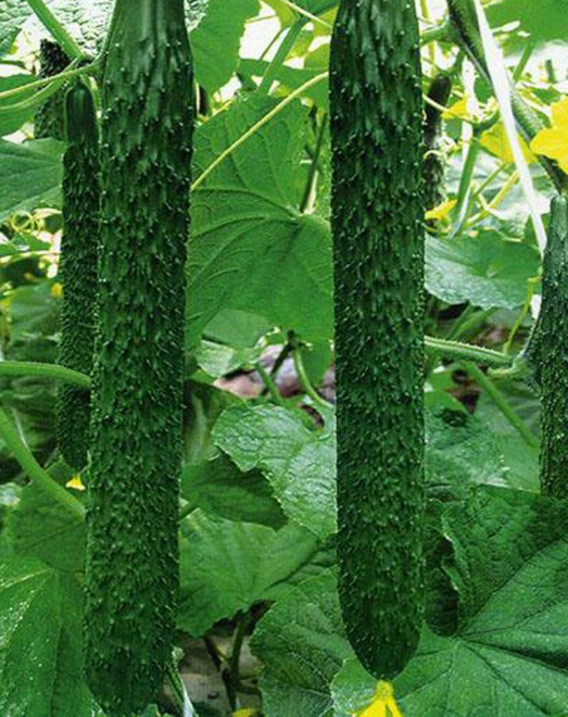 使用过江苏绿科的产品种植的新鲜黄瓜