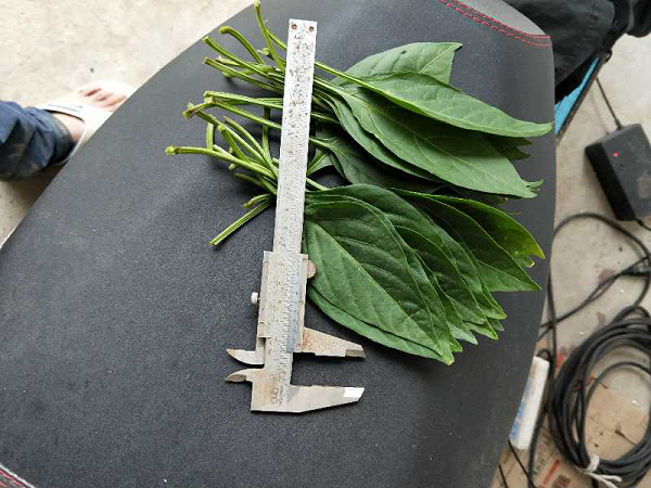 使用过江苏绿科产品叶片增大