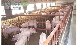 枯草芽孢杆菌猪养殖的益生菌！