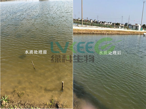 螃蟹池塘调水长草