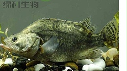 鳜鱼塘水浑处理方法，还不快点收藏！