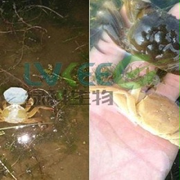 河蟹蜕壳案例-江苏绿科