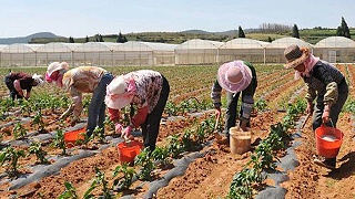 微生物菌种一般怎么用？每次用多少？