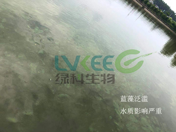 河蟹池塘蓝藻