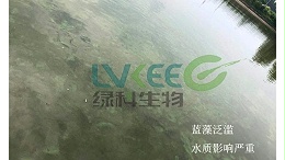 如何有效处理蓝藻呢？