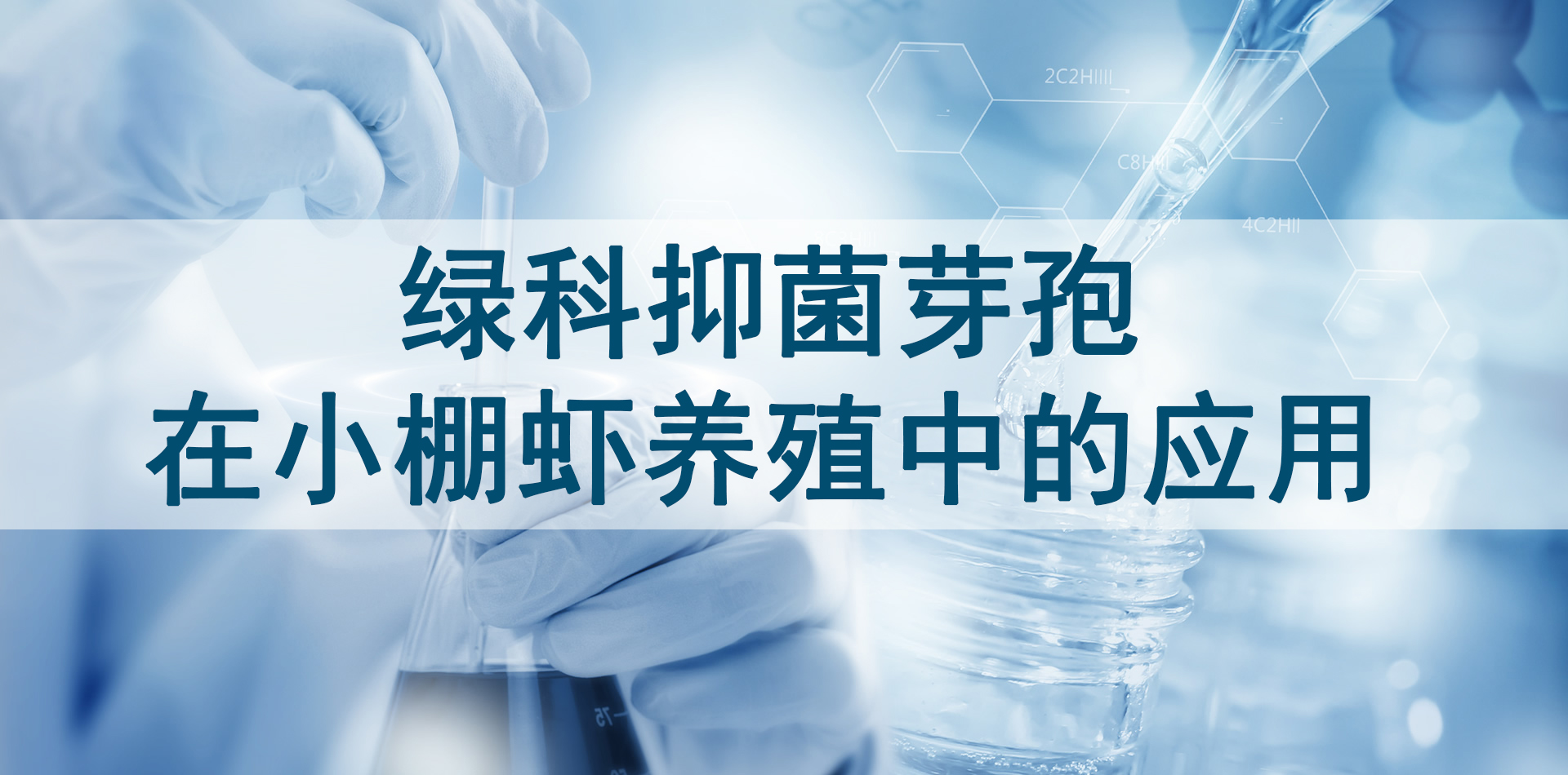 【实验验证】绿科抑菌芽孢在小棚虾养殖中的应用