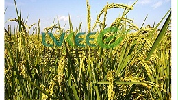 叶片发黄，找江苏绿科枯草芽孢杆菌帮你忙？