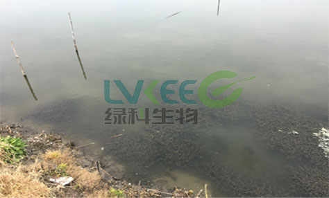 水色浑浊、透明度低