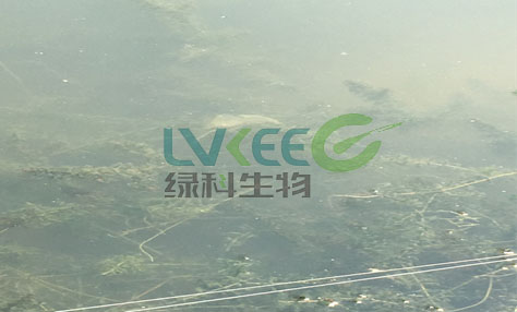 水色浑浊、透明度低处理后