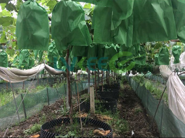 绿科解钾菌胶冻种植葡萄