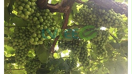 葡萄园解钾菌胶冻样类芽孢杆菌！