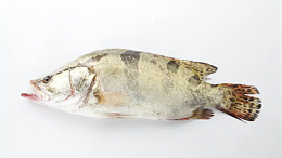 鳜鱼塘口出现缺氧现象处理方案