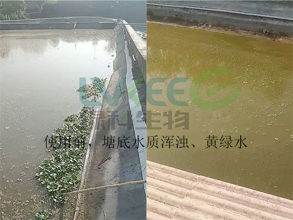 甲鱼塘口未处理