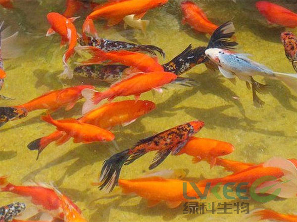 乳酸菌观赏鱼养殖