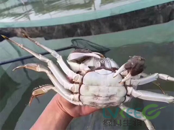 补钙产品加营养VC后螃蟹