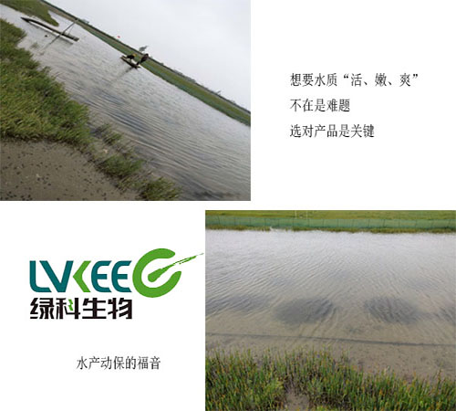 螃蟹塘口处理好的水色