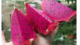 如何提高果实口感，网红枯草芽孢杆菌增甜效果好？