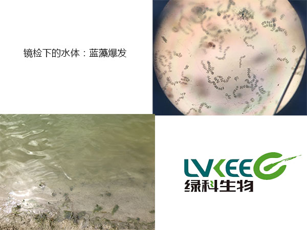 蓝藻爆发镜检下的水体