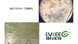 必看！外塘蓝藻处理！