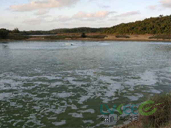 对虾泡沫多未处理