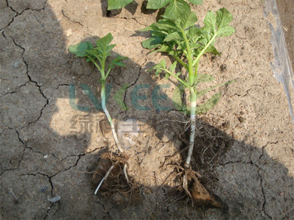 马铃薯实验对比