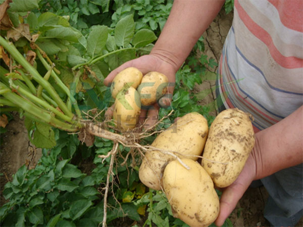 马铃薯果实实验对比