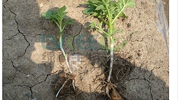 枯草芽孢杆菌降解土壤有毒有害物质，让土豆高产！