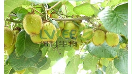 猕猴桃使用芽孢精华液的好处有哪些?