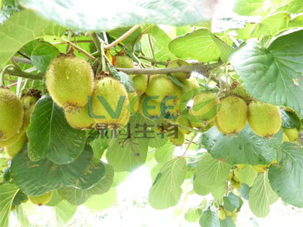 芽孢离心液种植猕猴桃