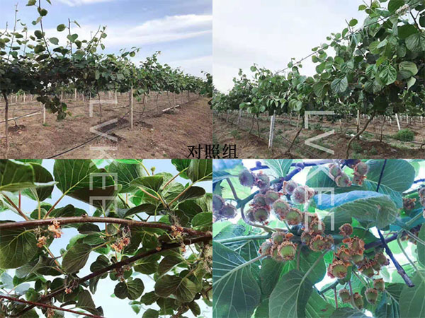 芽孢离心液种植猕猴桃实验对比图