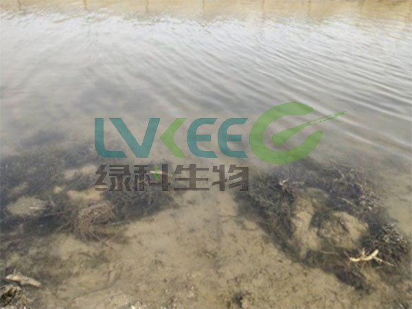 水产养殖中氨氮超标