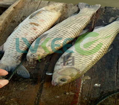 的危害水产养殖中氨氮超标