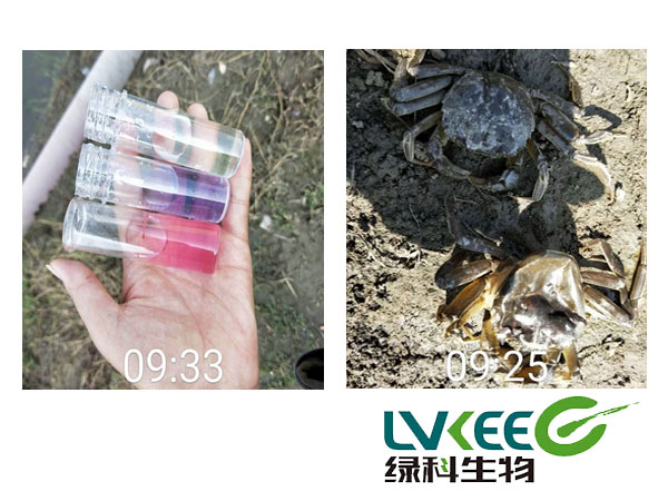 河蟹软壳为处理前