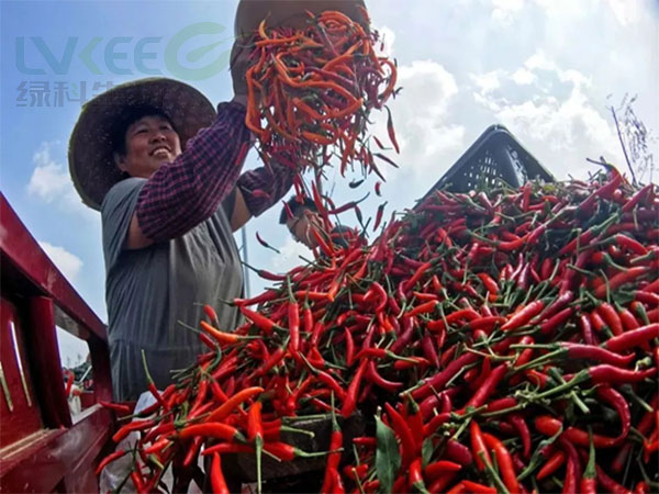 微生物菌肥种植辣椒