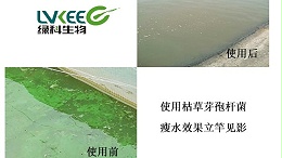 枯草芽孢杆菌如何瘦水抑藻？