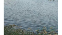 鳜鱼塘水质不稳定引起烂鳃，看这里！