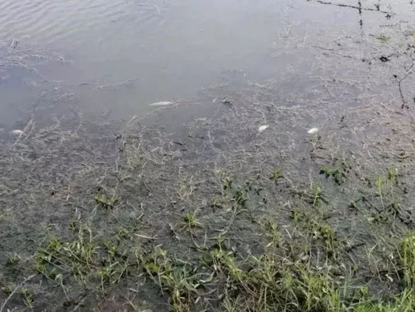 少量死鱼的池塘