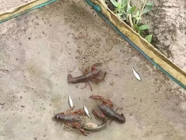 食台中未摄食完的饲料