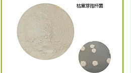 枯草芽胞杆菌最适宜的温度和湿度是多少？