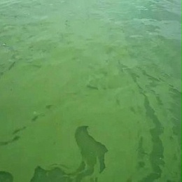 【案例分享】螃蟹塘口水浓的处理