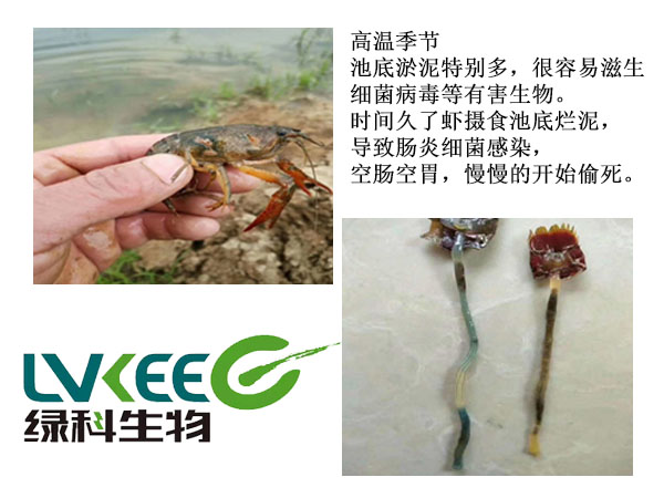 肠炎未处理图片