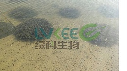 五月伊乐藻开花怎么处理，看文告诉你！