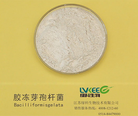 胶冻样类芽孢杆菌1