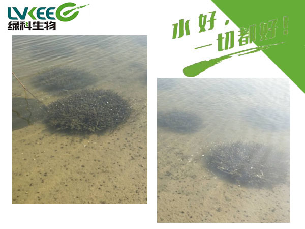 伊乐藻开花处理后水质
