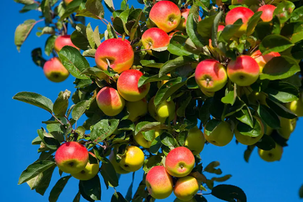 微信截图_20210821085800