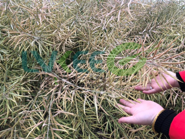 枯草芽孢杆菌复配的菌种种植