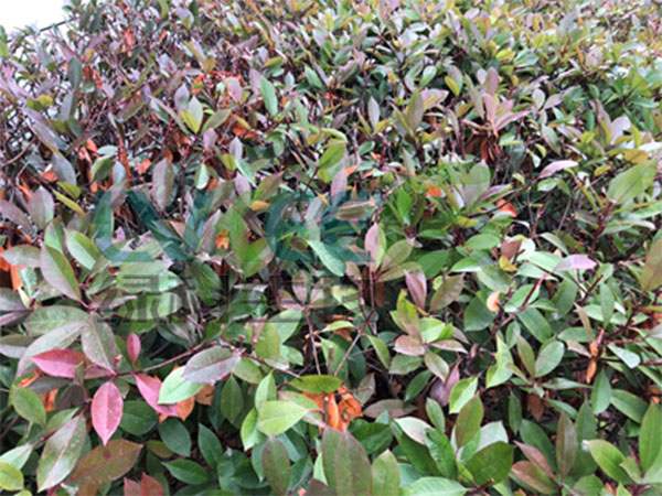 枯草芽孢杆菌复配的菌种