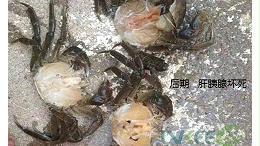 螃蟹养殖“水瘪子”我们不可忽视的问题！