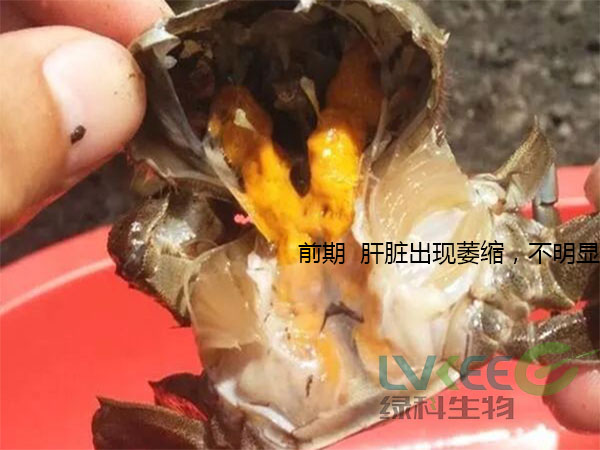 前期 &nbsp;肝脏出现萎缩，不明显