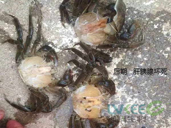 后期 &nbsp;&nbsp;肝胰腺坏死